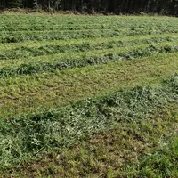 Avant de réaliser l'andainage, il est important, dès la fauche, de bien éparpiller l’herbe pour obtenir une vitesse de séchage rapide.