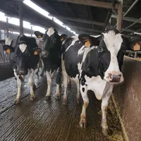 vaches laitières prim'Holstein dans le couloir d'exercice