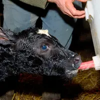 Bovins lait / veau nouveau-né / administration de colostrum juste après le vêlage