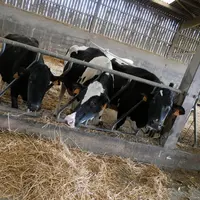Vaches taries prim'Holstein mangent de la paille à l'auge