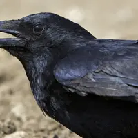 Corneille noire
