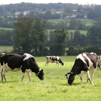 Elevage bovin laitier. Bovins lait. production laitière. Les pâturages : des milieux très diversifiés où l'herbe consommée est toujours sous la dépend
