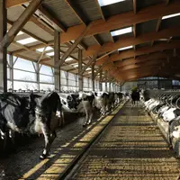 Les 290 vaches sont conduites en deux lots.