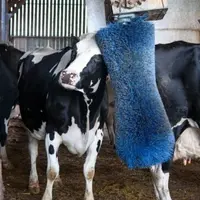 vache qui se gratte sur une brosse dans un bâtiment
