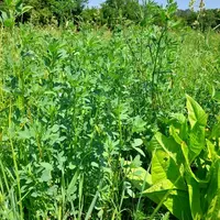 Pour réaliser un mélange adapté à sa ferme, le plus simple est de partir d'un mélange utilisé habituellement sur l'exploitation, et de réduire la dose