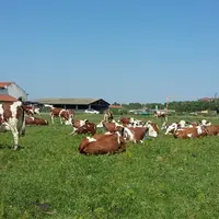 Le mélange doit comporter au moins 400 à 500 graines par mètre carré de graminées résistantes au sec : fétuque élevée et dactyle, avec un rapport au m