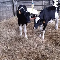 veaux jouant avec un objet accroché au plafond sur aire aillée