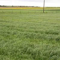 Le ray-grass italien est souvent utilisé, seul ou en association avec du trèfle incarnat.