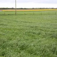 Le ray-grass italien est souvent utilisé, seul ou en association avec du trèfle incarnat.