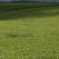 Une prairie de fauche en Normandie, en juillet