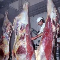 Bovins viande / abattoirs / chaîne d'abattage de vaches de réforme / carcasses