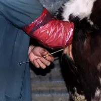 insémination vache laitière