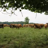 Jersiaises au prè dans le Gers