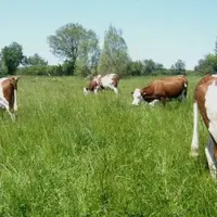 vaches dans une prairie