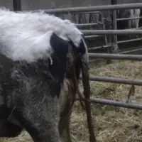 vache avec une non délivrance