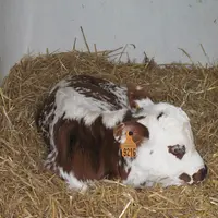 jeune veau laitier en case individuelle