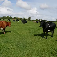 vaches laitières croisées en Irlande - septembre 2022