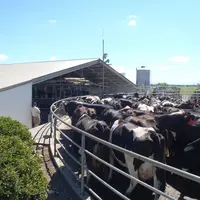 Vaches dans l'aire d'attente d'une salle de traite en Nouvelle-Zélande