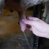 nettoyage trayon prélèvement aseptique de lait