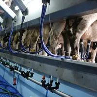 vaches à la traite
