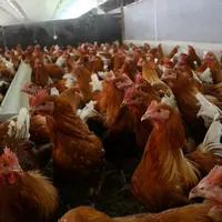 élevage de Chapons de Janzé - Ille et Vilaine
