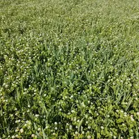 Prairie sous couvert de méteil ensilage