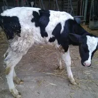 veau mou et diarrhéique