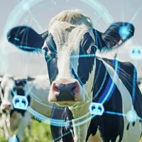 Smart gates allow cows access to specialized feeding or milking areas based on their status.