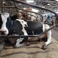 vaches sur matelas à eau dans sa logette