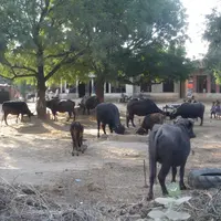 Elevage bovin indien. Bufflonnes sur une exploitation indienne. bovins viande au pâturage.