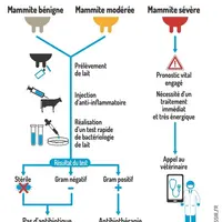 Mammite : les cinq étapes à suivre face à une mammite clinique