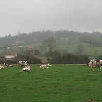 vaches normandes dans une prairie naturelle
