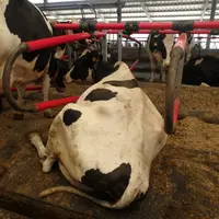 vache laitière sur un matelas à eau