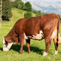 Une vache abondance. Seattle, une fille de Oeillet
