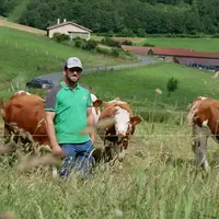 Éleveur de montbéliardes dans le Rhône pâturage de stock sur pied.
