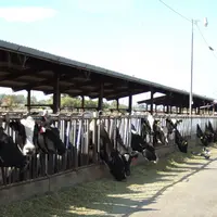 Très gros troupeaux. Production laitière.