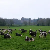 vaches prairies
