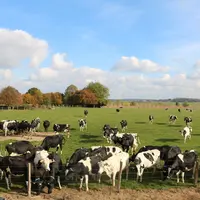 Vaches au pâturage Nord de la France