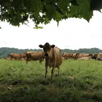 jersiaise au pré dans le Gers