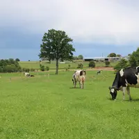 vaches laitières au pâturage exploitation de Florian Salmon en Ille-et-Vilaine
