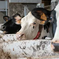 Vaches en stabulation libre avec acces a des mangeoires individuelles permettant de controler leur alimentation.