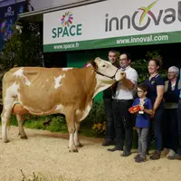 Précieuse, grande championne et de meilleure mamelle Simmental au Space 2024 venant du Gaec Breizh Simm dans le Morbihan.