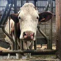 vaches nez rouge FCO
