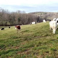 vaches qui pâturent en hiver dans la Loire