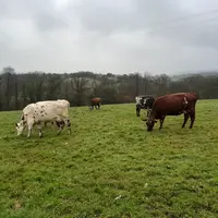 vaches laitières au pâturage