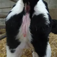 Atrésie du colon veau laitier