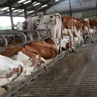 Vaches dans des logettes.