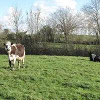 Prairie avec une vache Normande et une vache de race Prim'Holstein en Mayenne.