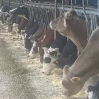 Vaches à l'auge