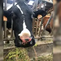 vaches atteintes de la FCO